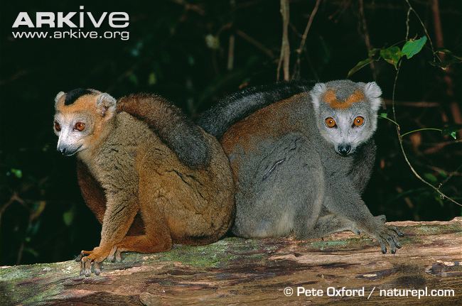 Lemure coronato (Eulemur coronatus)