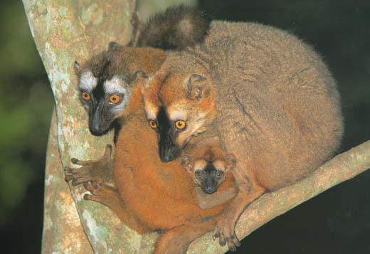 Lemure bruno (Eulemur fulvus)