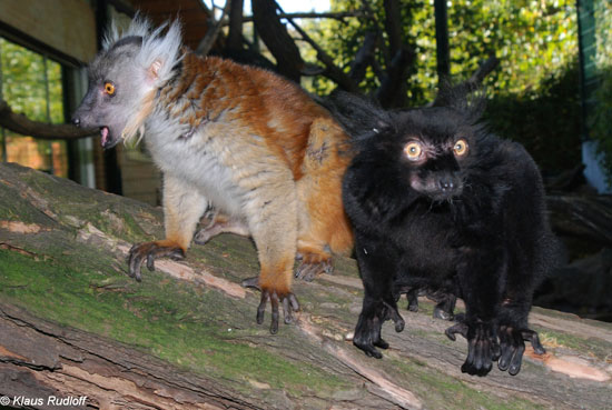 Lemure nero (Eulemur macaco)