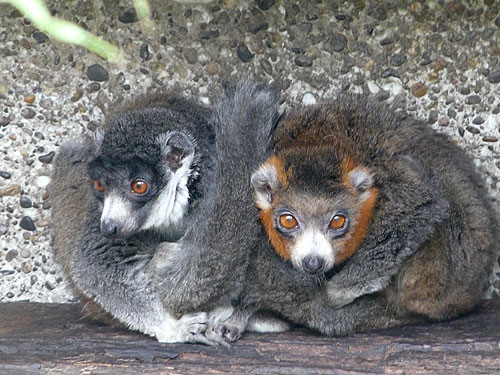 Maki mongoz (Eulemur mongoz)