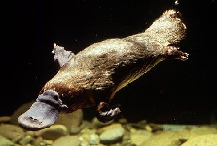 L'ornitorinco, mammifero monotremo dell'Australia